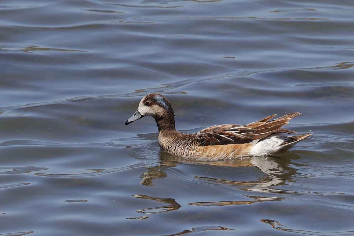 Chiloe Wigeon - ML204295661