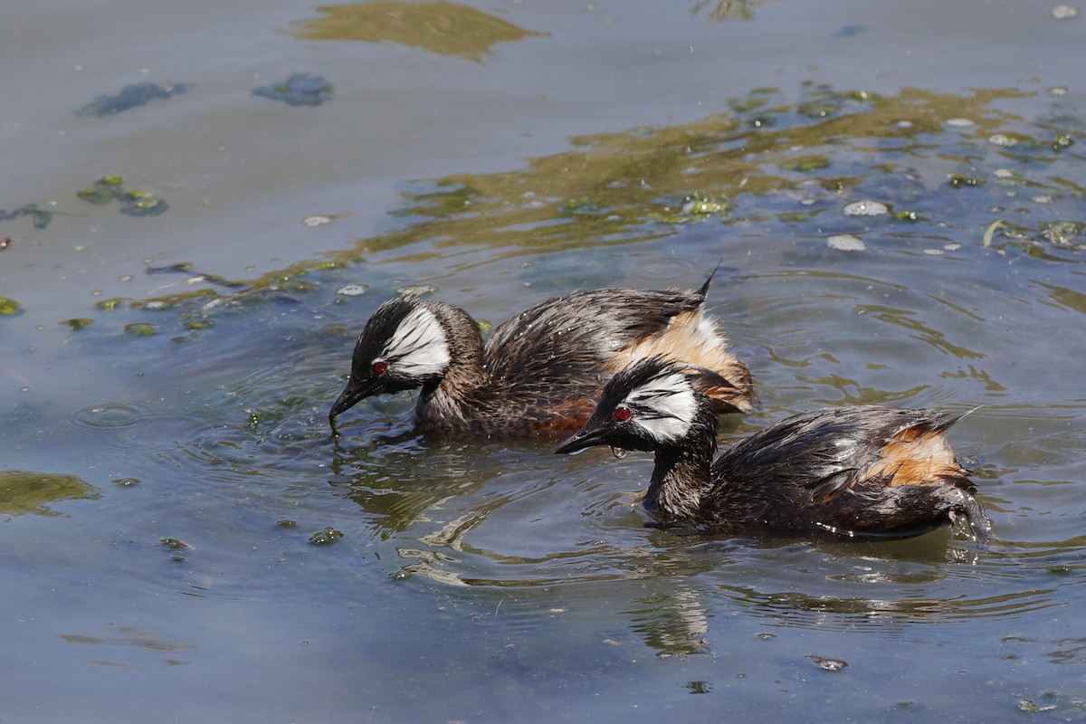 White-tufted Grebe - ML204295701