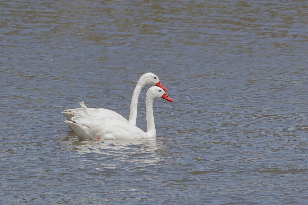 Coscoroba Swan - ML204295731