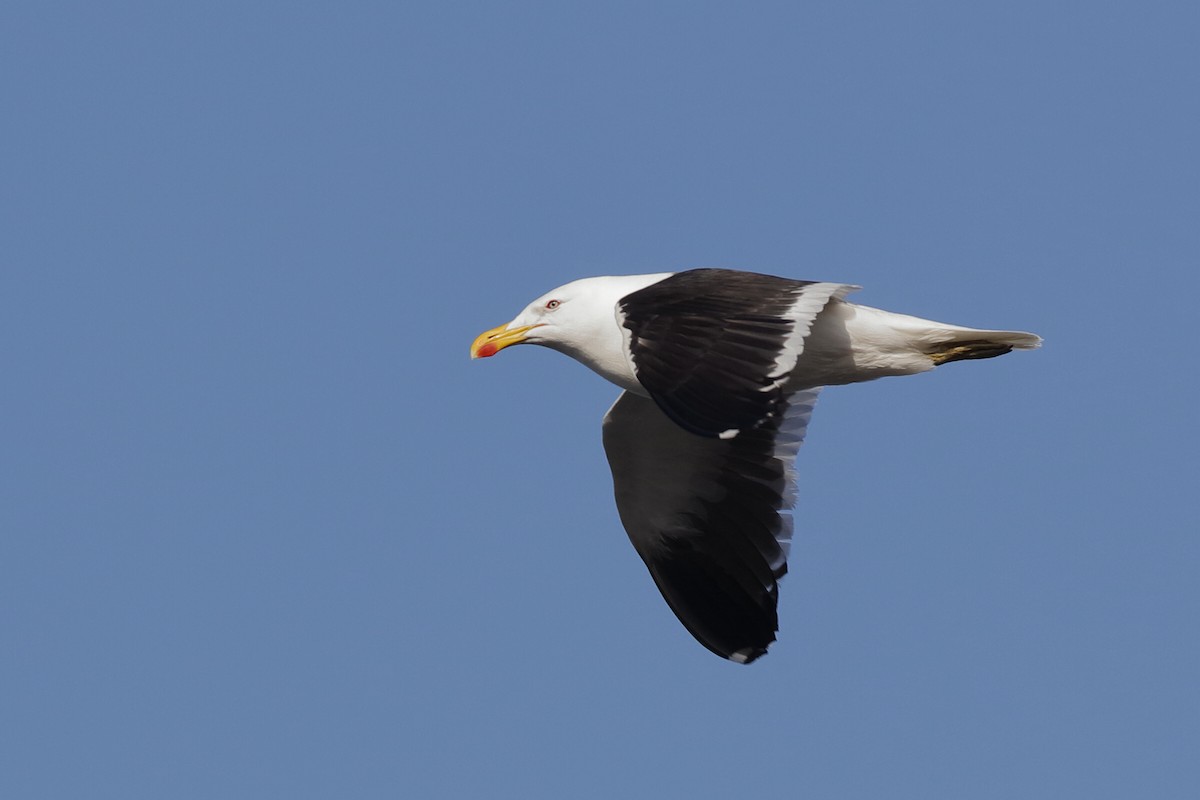 Kelp Gull - Holger Teichmann