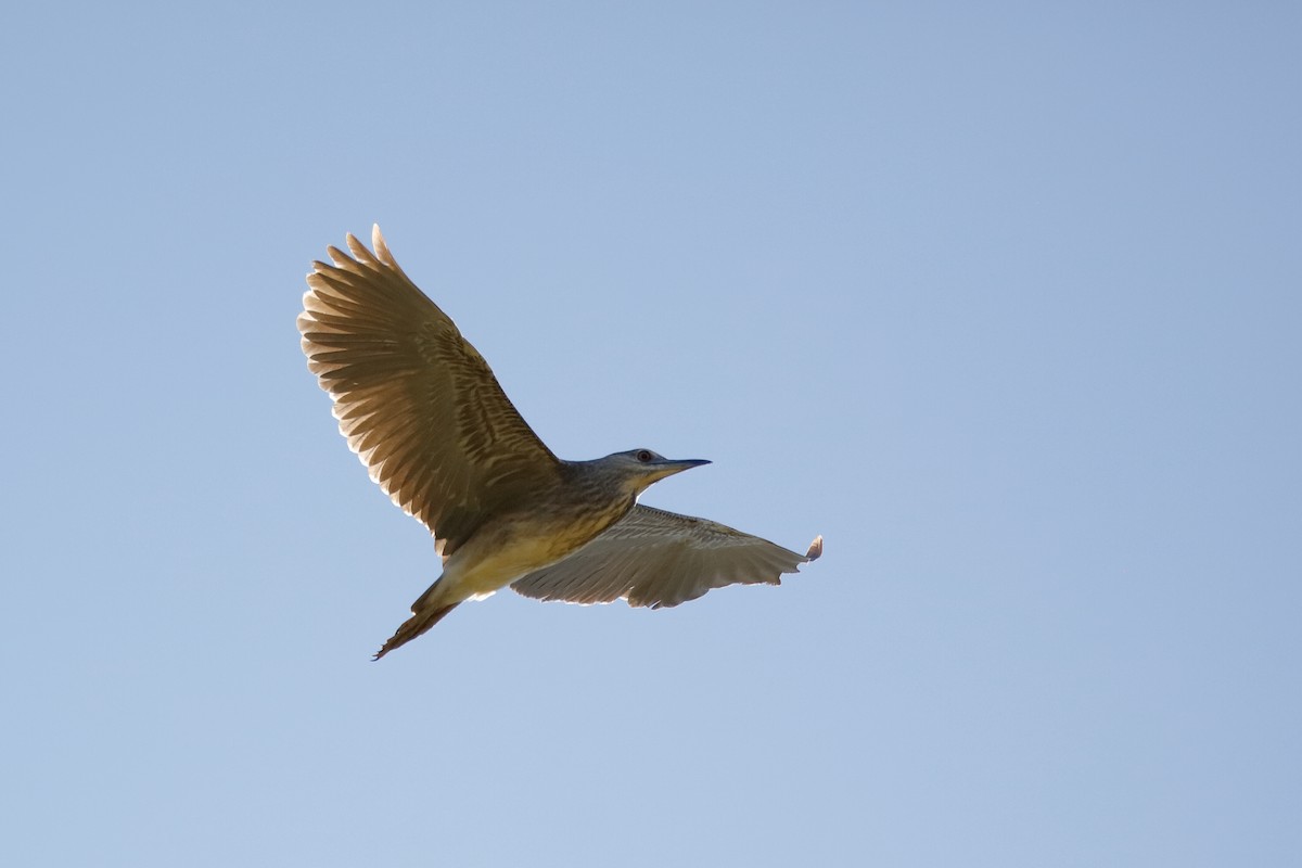 Black-crowned Night Heron (Eurasian) - ML204295851