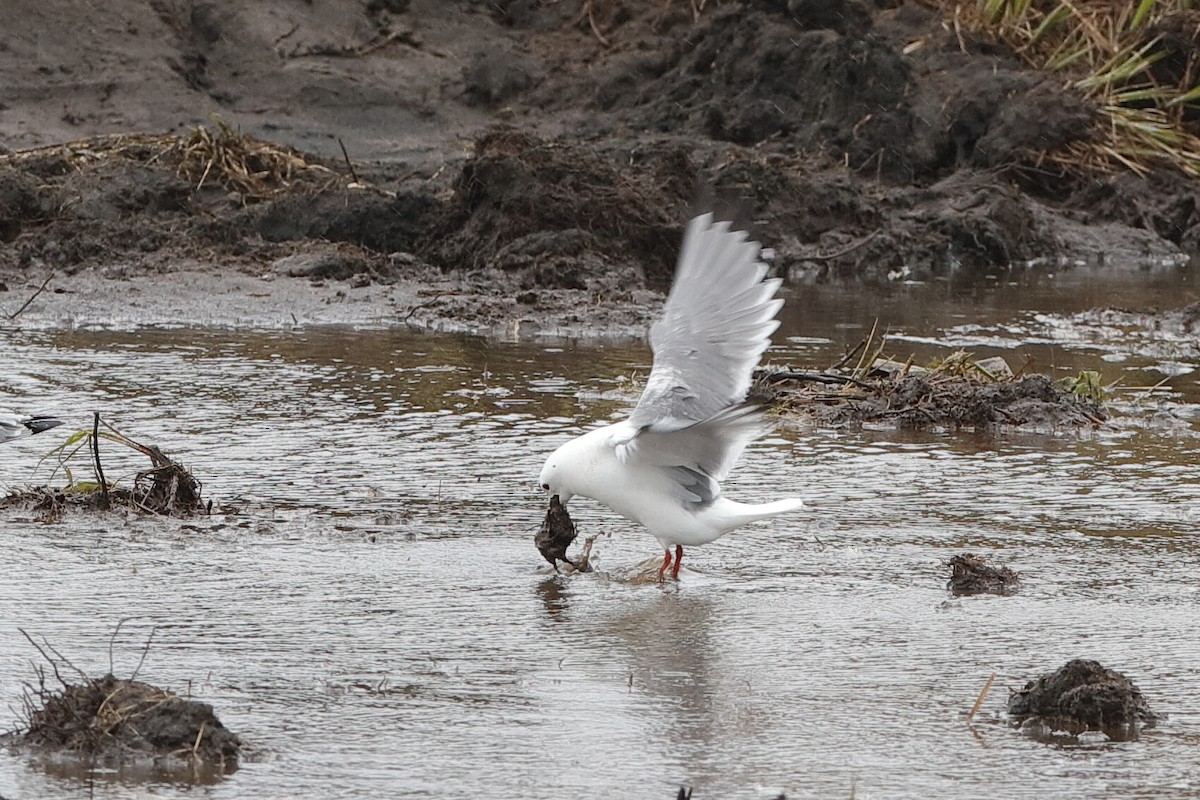 Red-legged Kittiwake - ML204295961