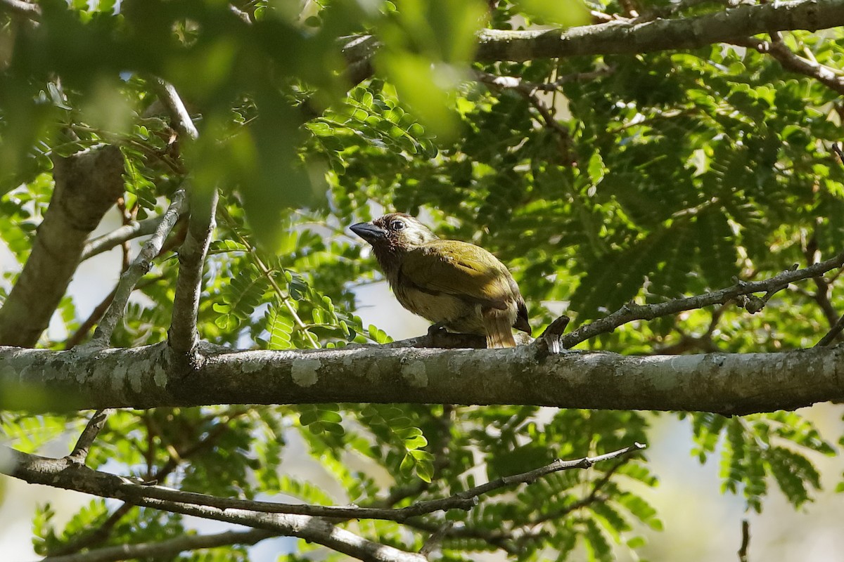 Green Barbet (Woodward's) - Holger Teichmann