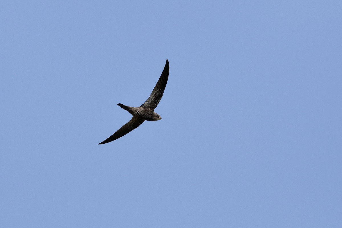 African Swift (African) - Holger Teichmann