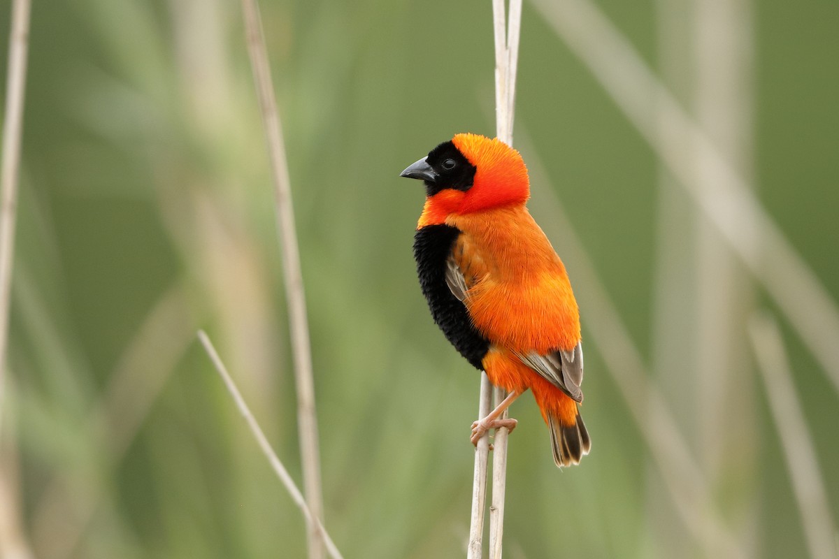 Southern Red Bishop - Holger Teichmann