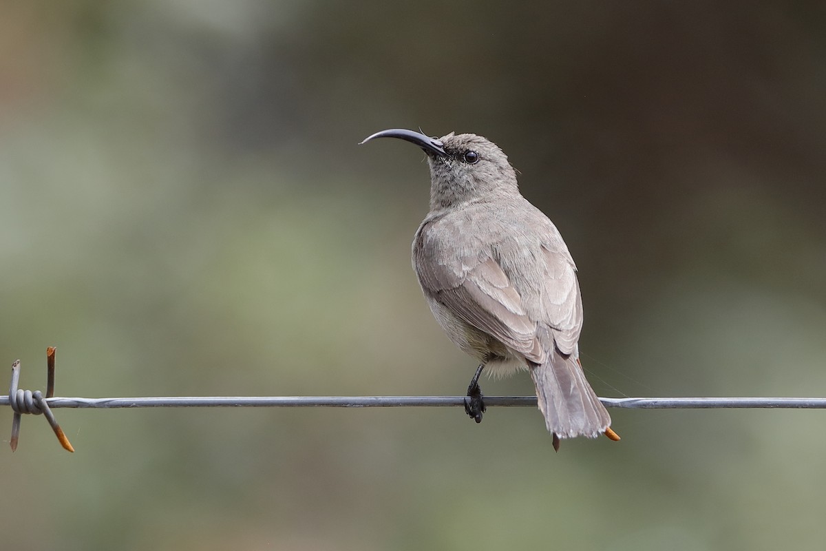 Greater Double-collared Sunbird - Holger Teichmann