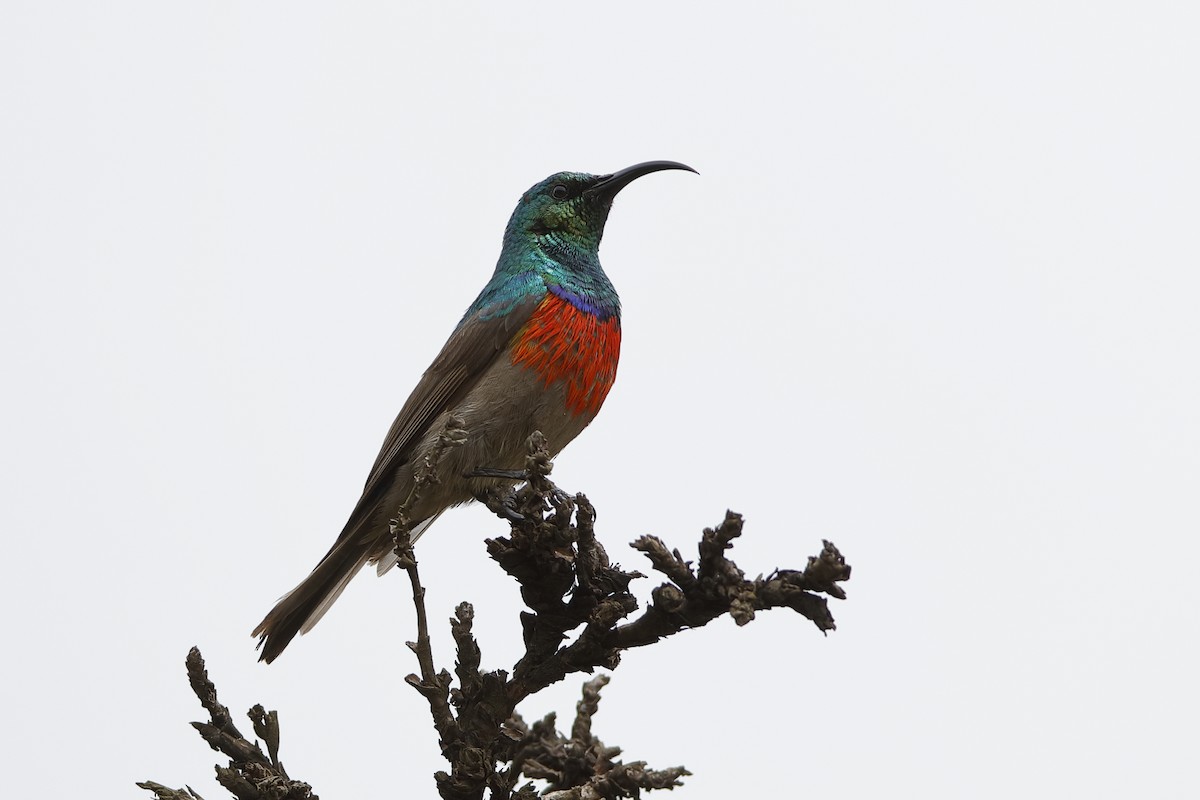 Greater Double-collared Sunbird - ML204296731