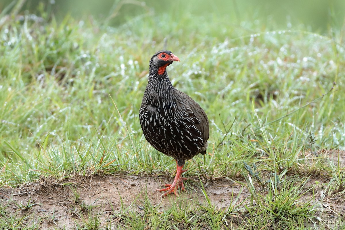 Francolin à gorge rouge (castaneiventer) - ML204296901