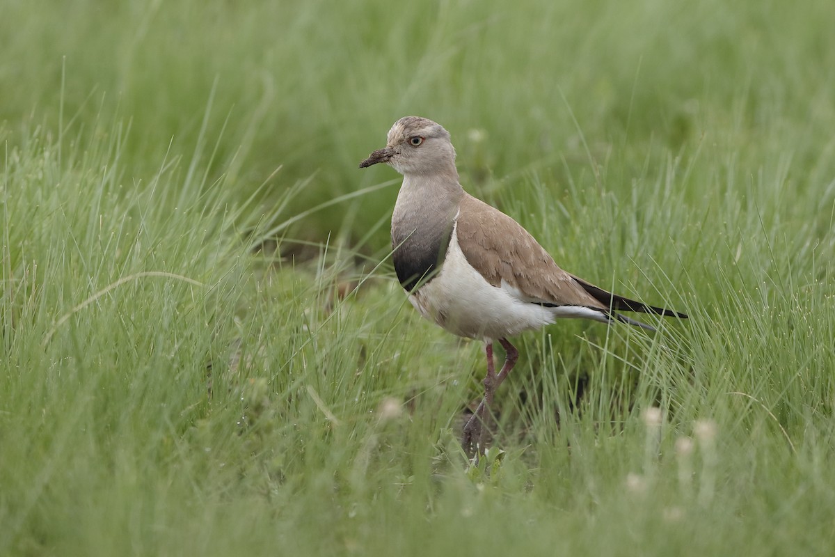 Black-winged Lapwing - ML204296921