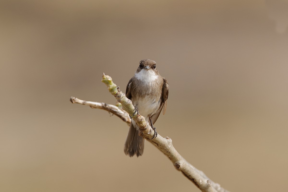 Swamp Flycatcher - ML204296961