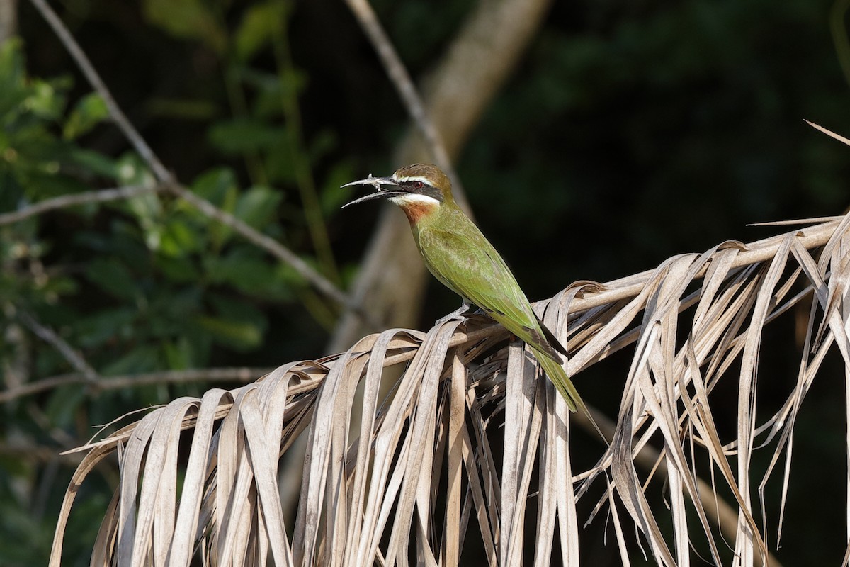 Olive Bee-eater - ML204296971