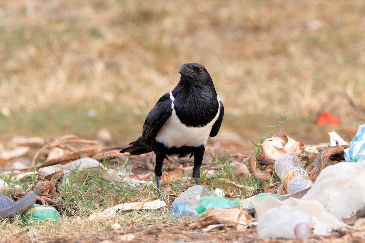 Pied Crow - ML204296981