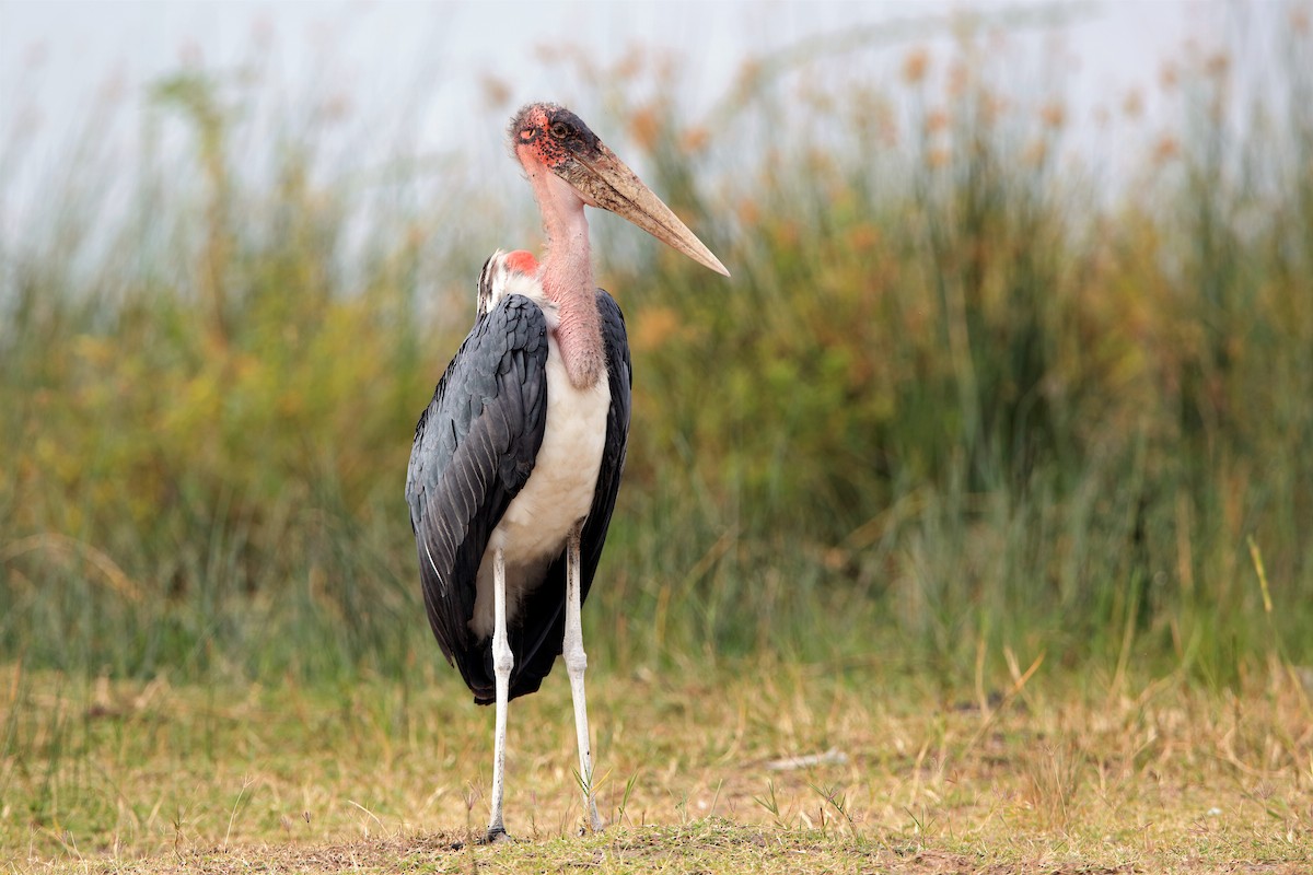 Marabou Stork - Holger Teichmann