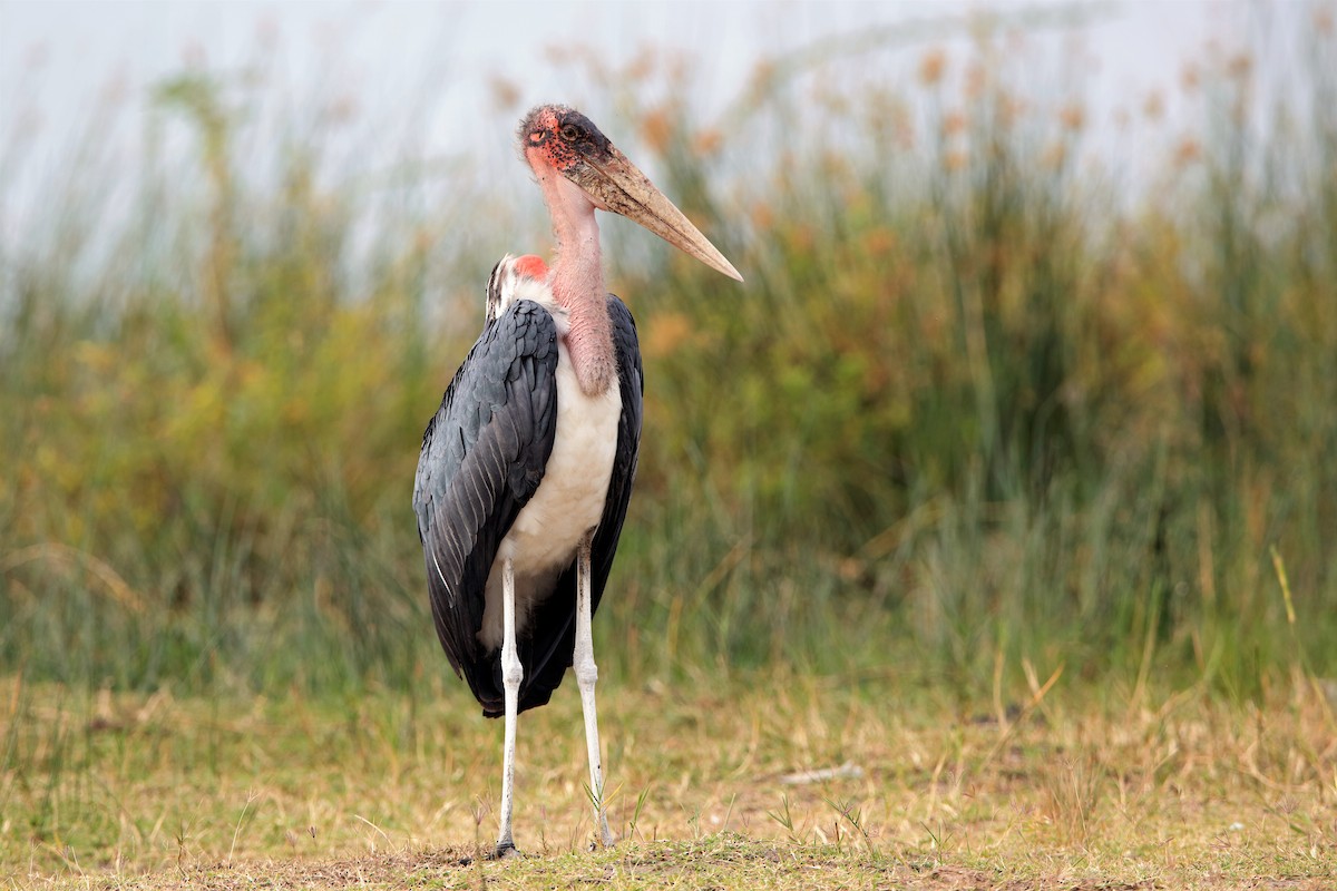 Marabou Stork - ML204296991