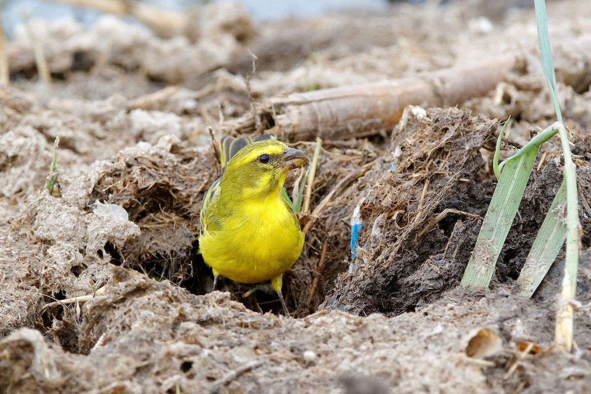 Brimstone Canary - ML204297031