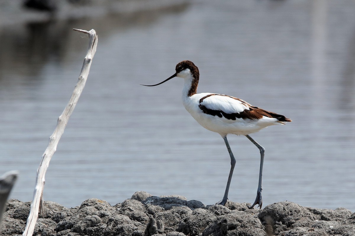 Avocette élégante - ML204297071