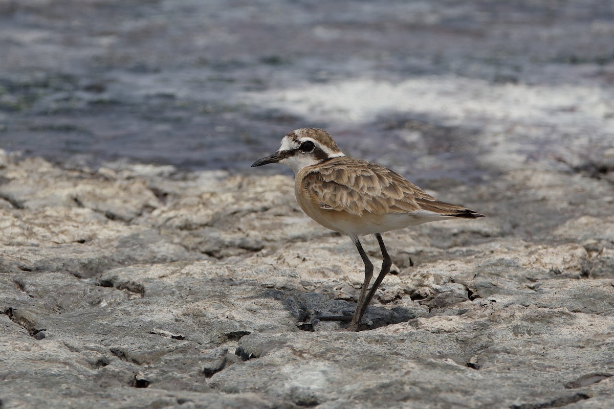 Kittlitz's Plover - ML204297081