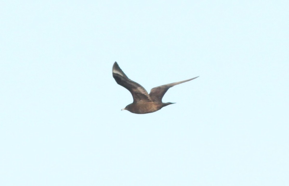 Parasitic Jaeger - ML20429711