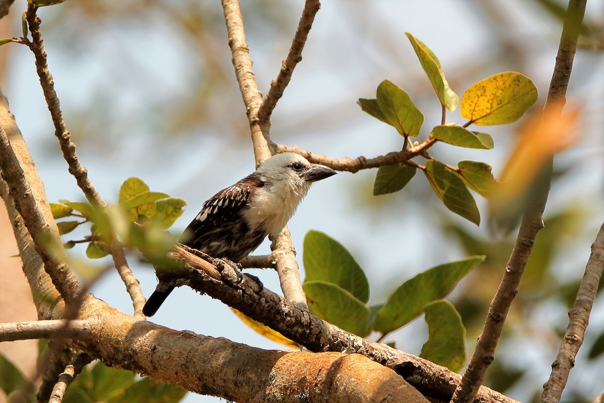 Ak Başlı Barbet [leucocephalus grubu] - ML204297161