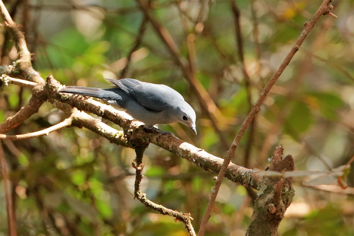 Gray Cuckooshrike - Holger Teichmann