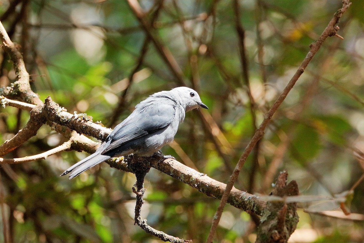 Gray Cuckooshrike - ML204297261