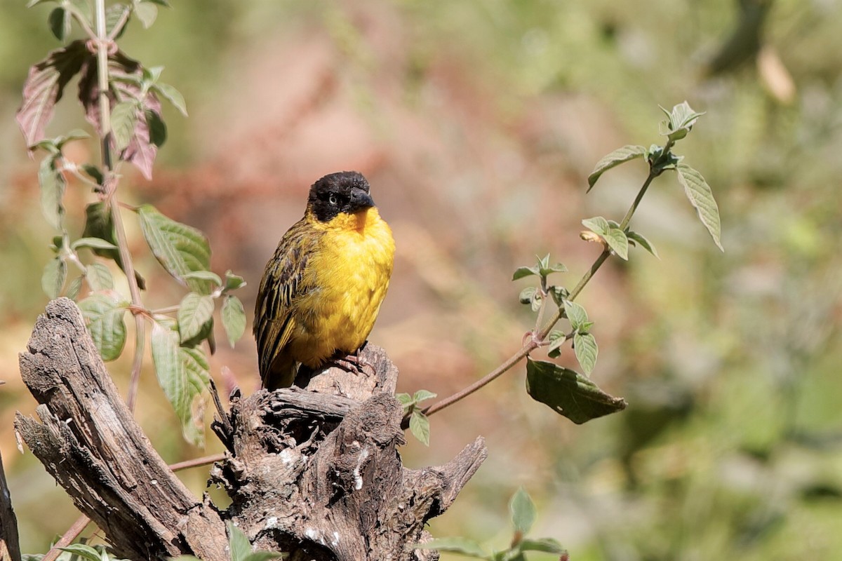 Baglafecht Weaver - Holger Teichmann