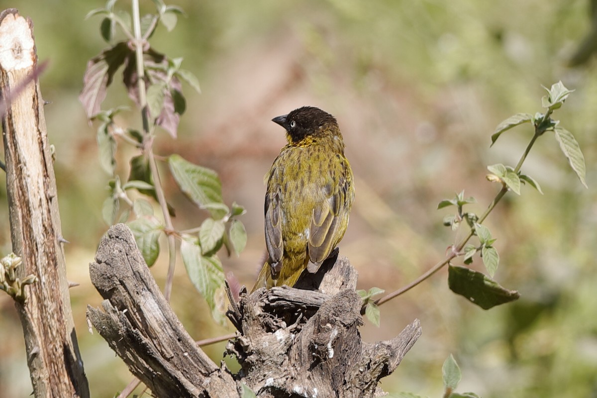 Baglafecht Weaver - ML204297381