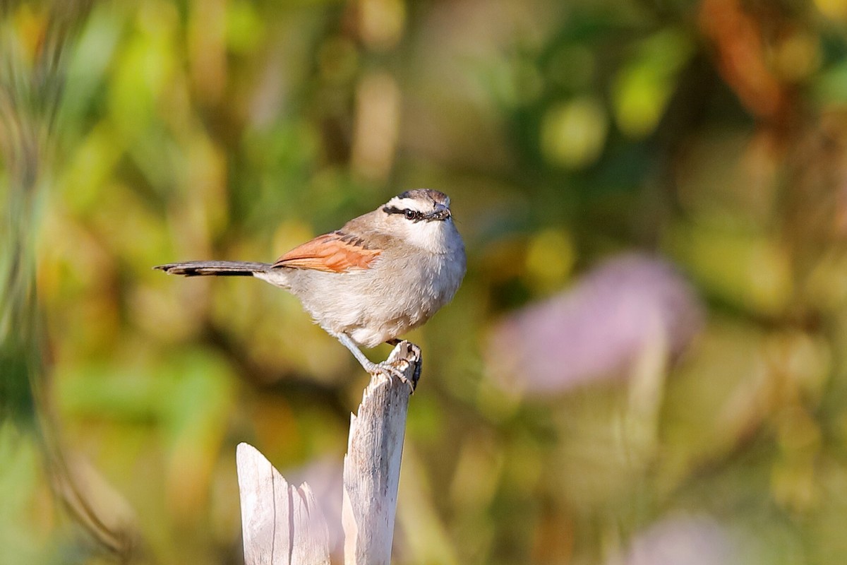 Senegal Çagrası [senegalus grubu] - ML204297391