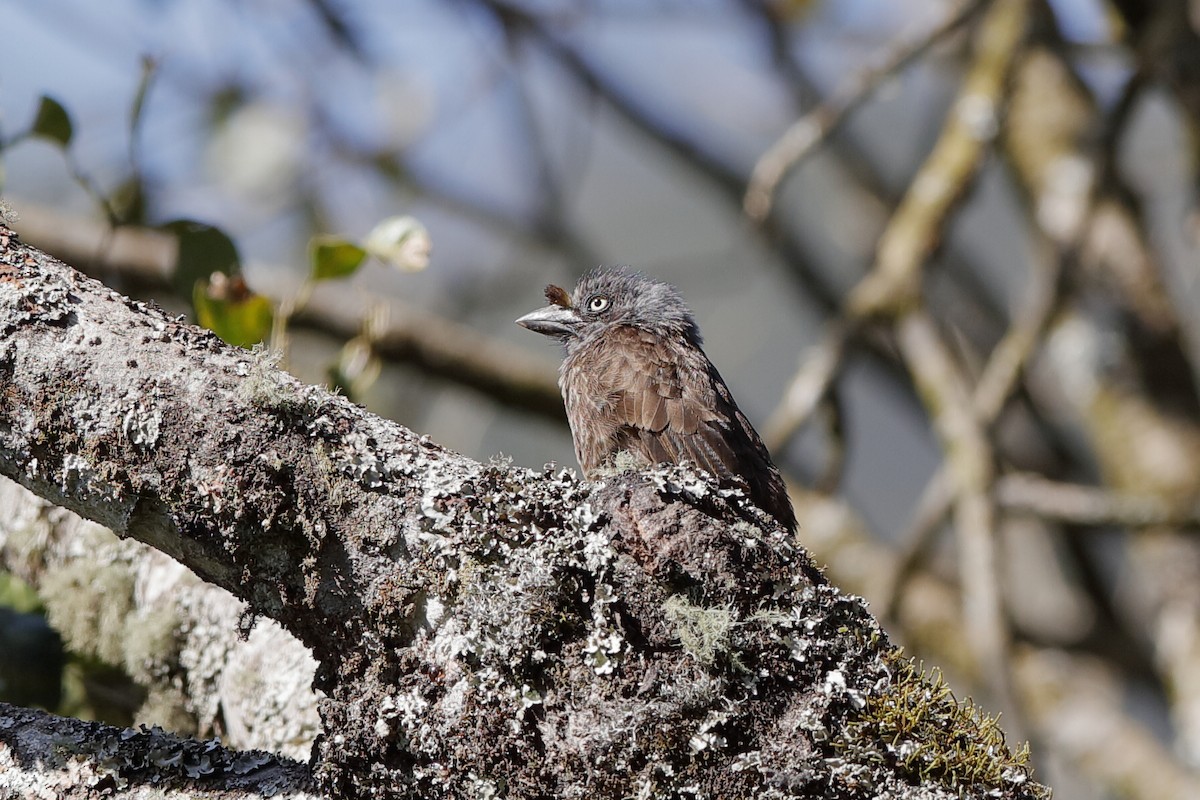 Gray-throated Barbet (Gray-headed) - ML204297421