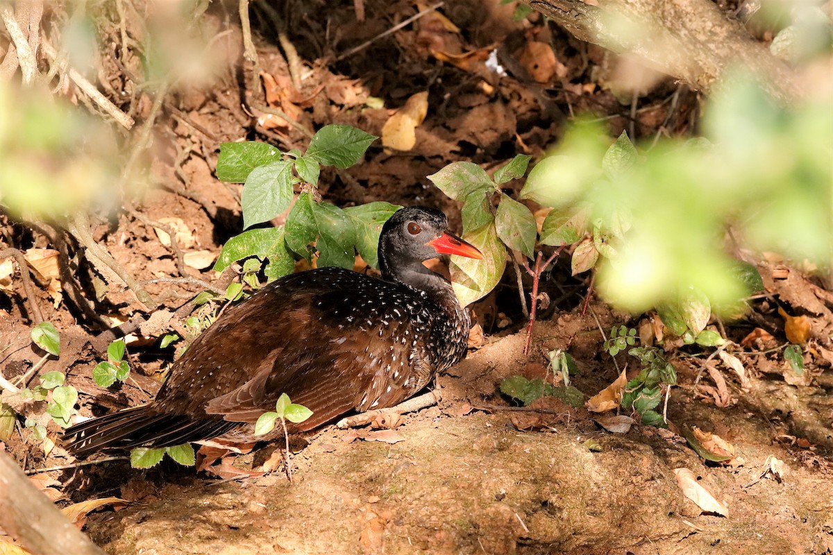 African Finfoot - Holger Teichmann