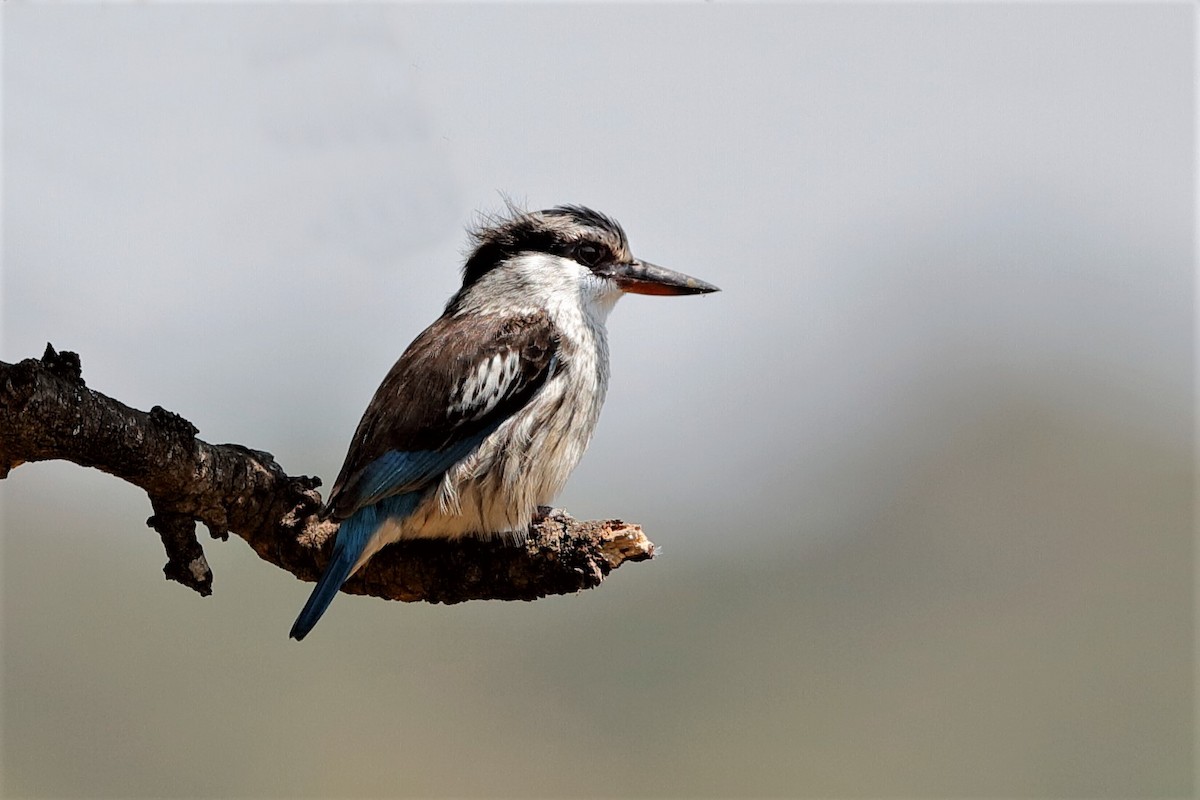 Striped Kingfisher - ML204297451