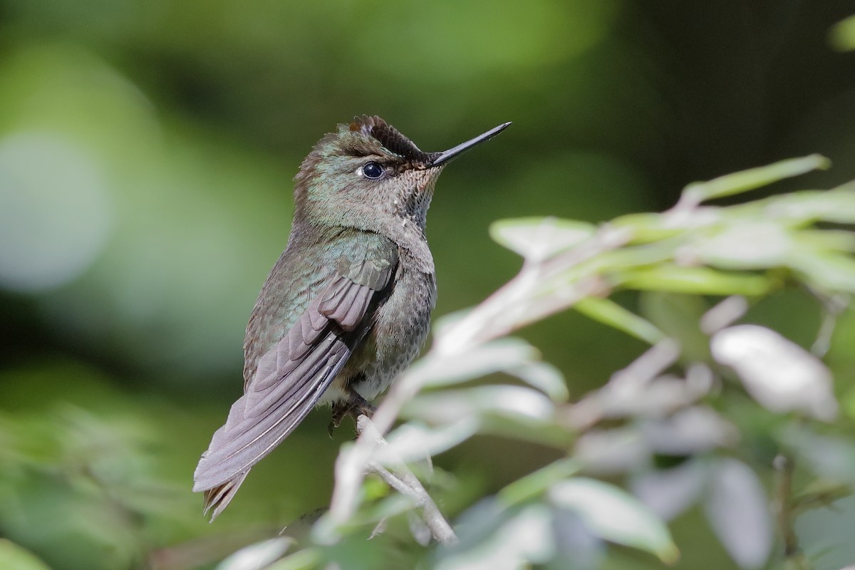 Green-backed Firecrown - ML204297901