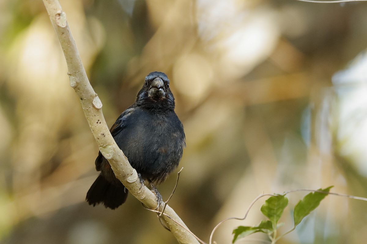 Blue-black Grassquit - ML204298021