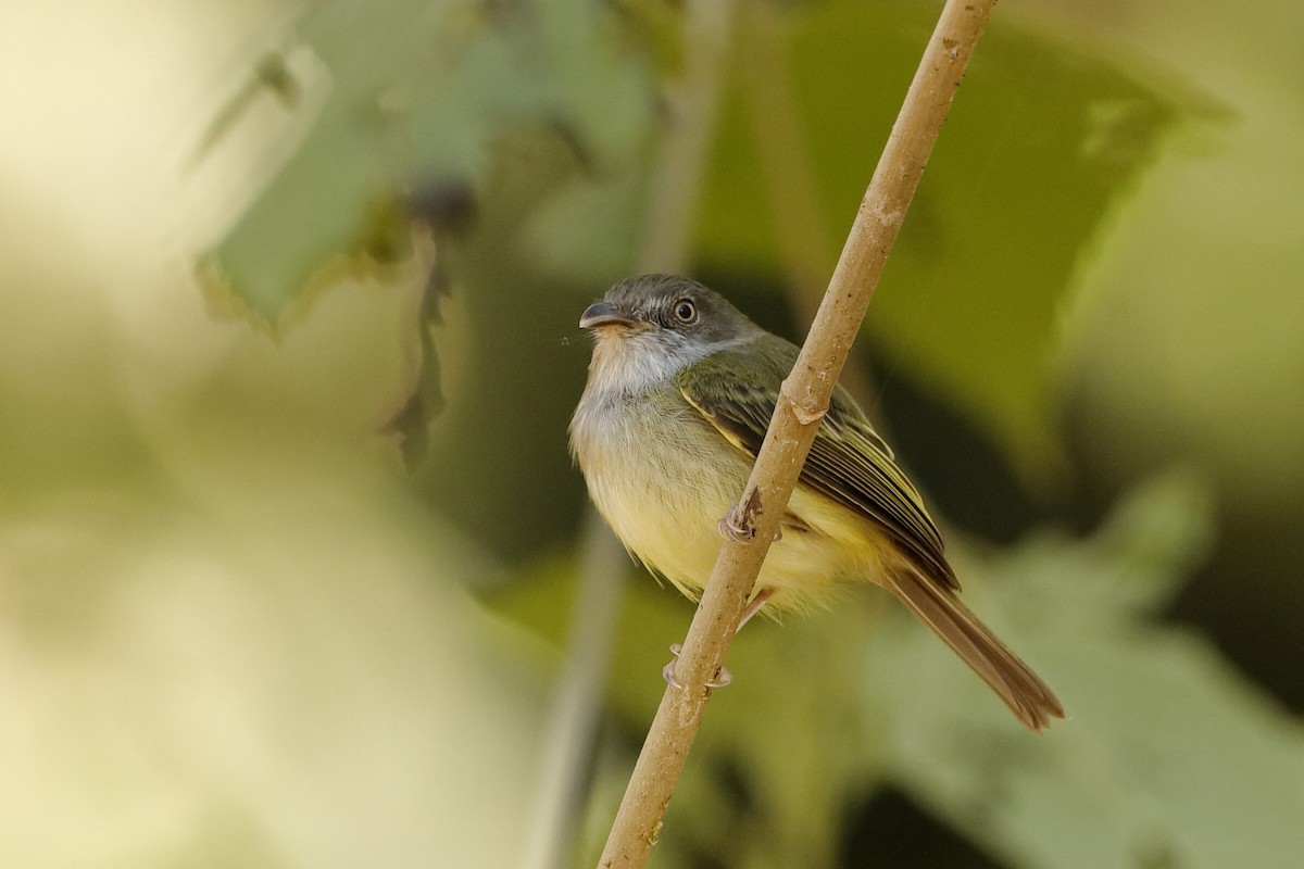 Northern Bentbill - ML204298051