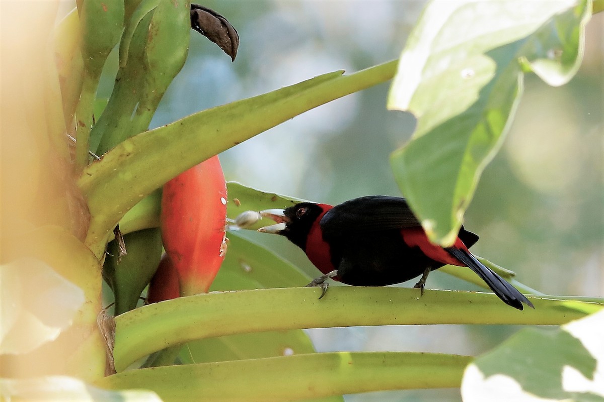 Crimson-collared Tanager - ML204298061