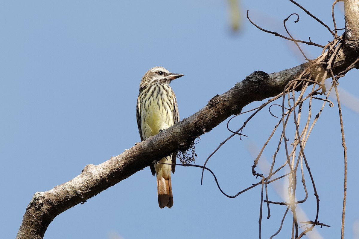 Sulphur-bellied Flycatcher - ML204298071