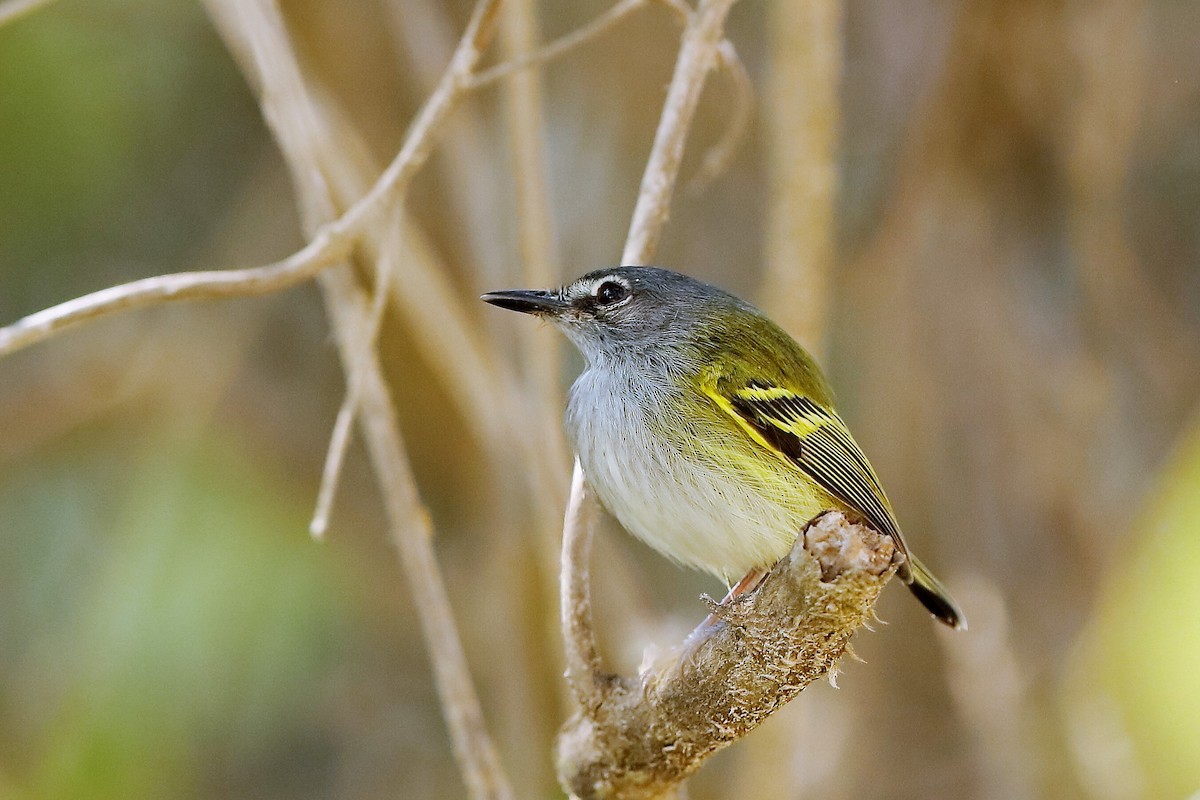Slate-headed Tody-Flycatcher - Holger Teichmann