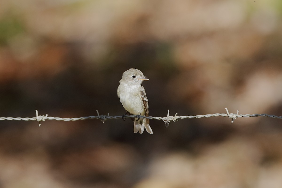 Least Flycatcher - ML204298091