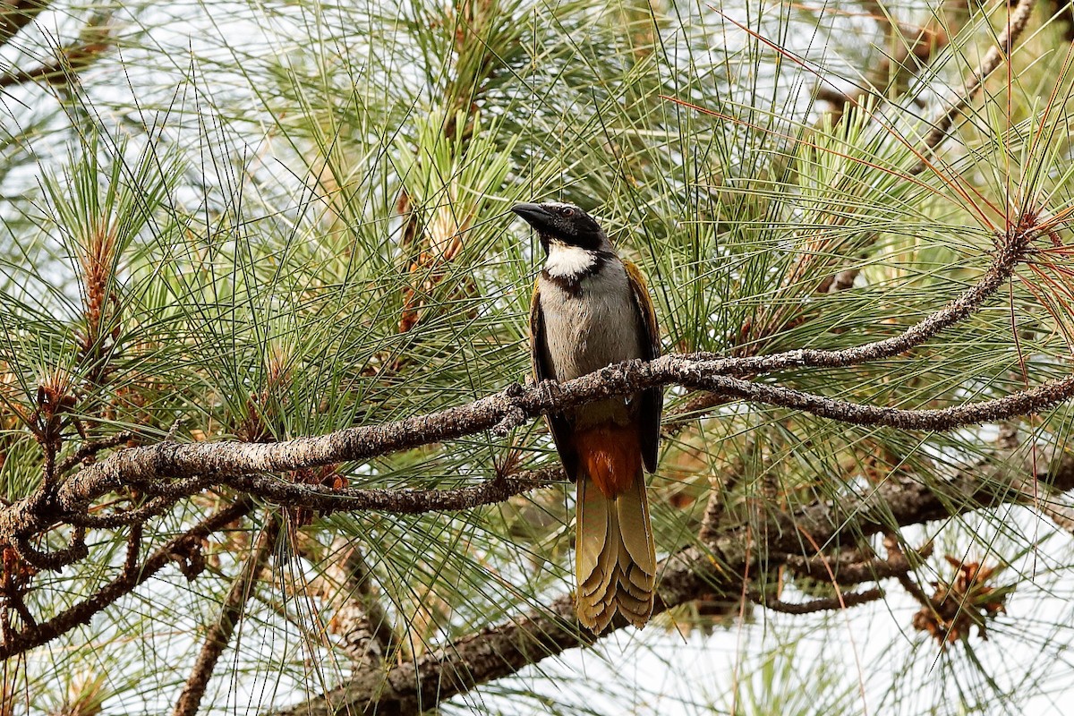 Black-headed Saltator - ML204298131