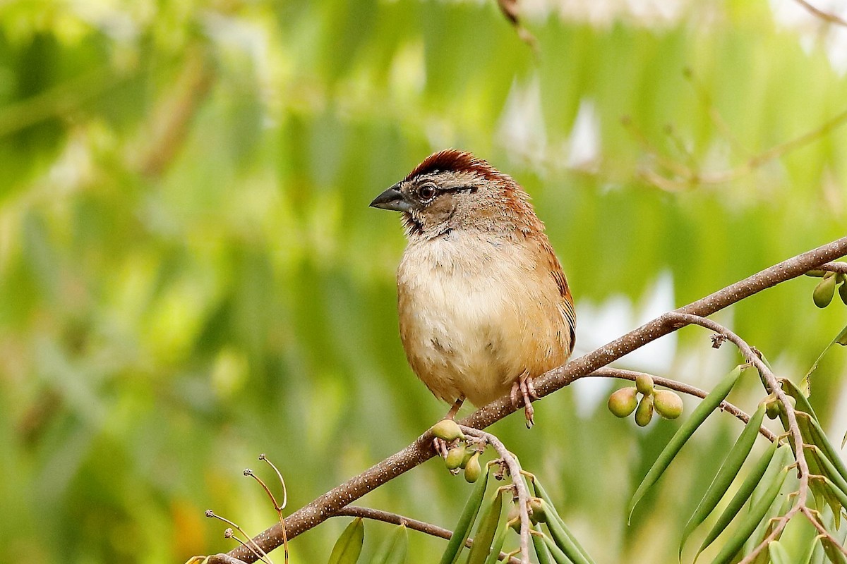 Rusty Sparrow - ML204298141