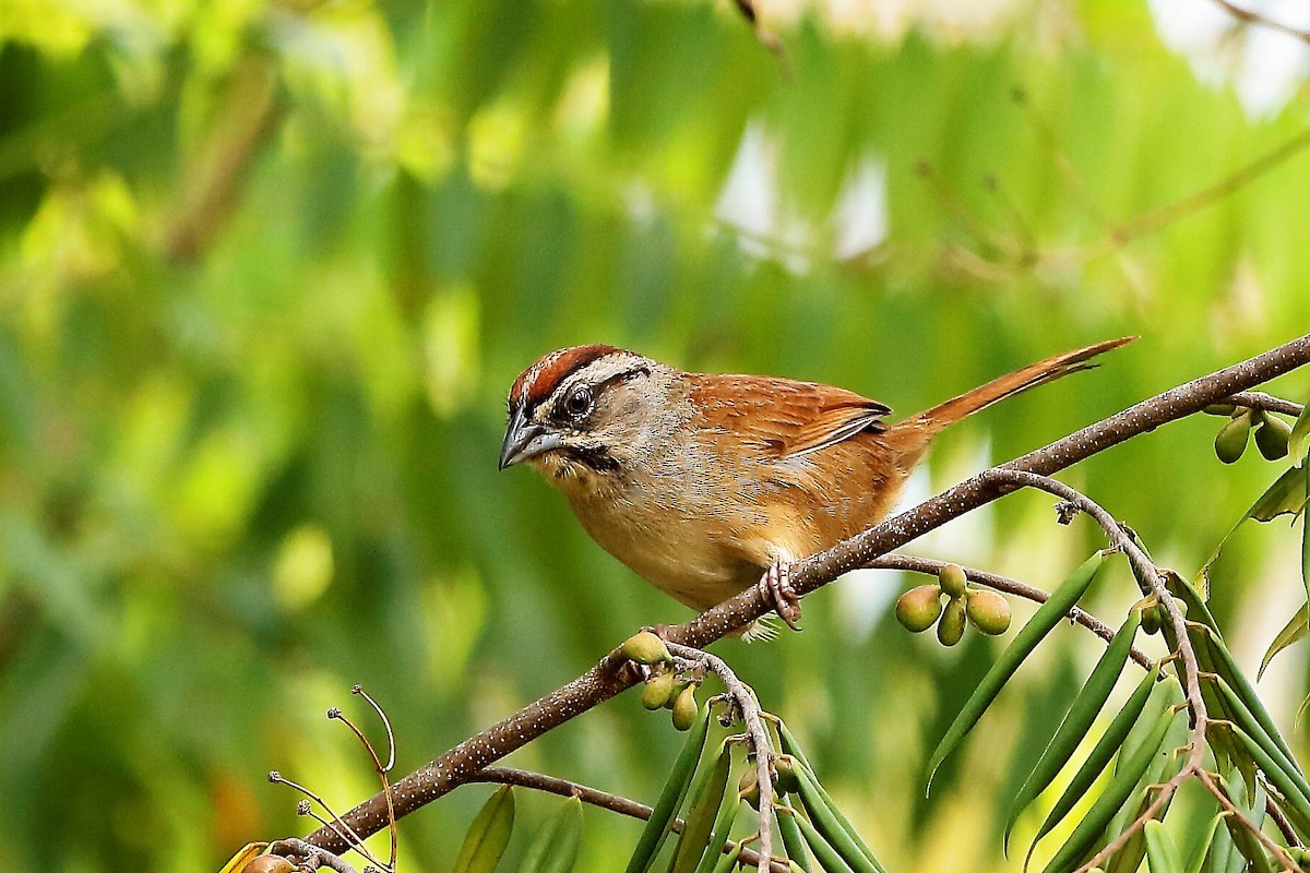 Rusty Sparrow - ML204298151