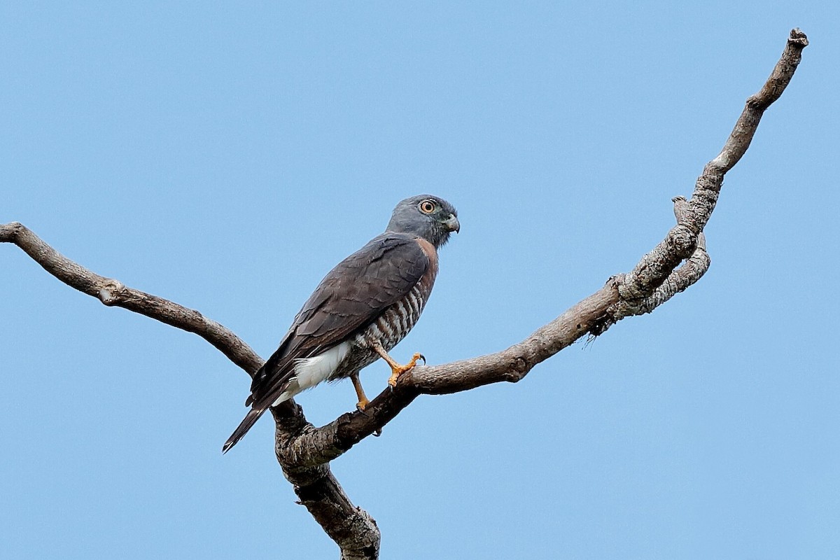 Double-toothed Kite - ML204298241