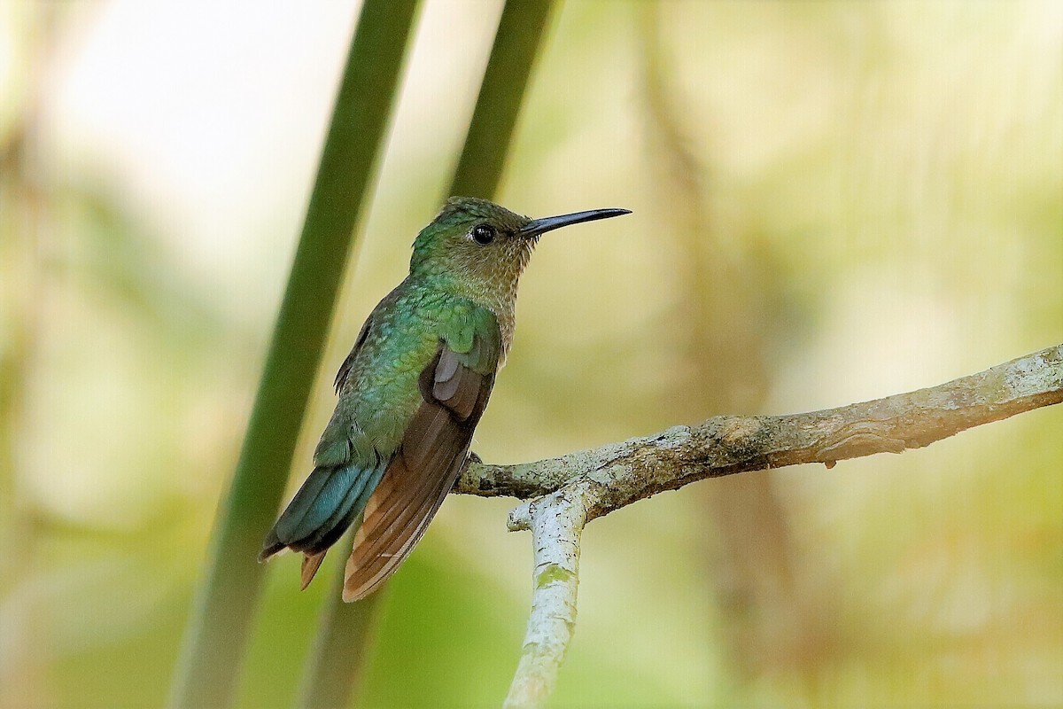 Scaly-breasted Hummingbird (Robert's) - ML204298311