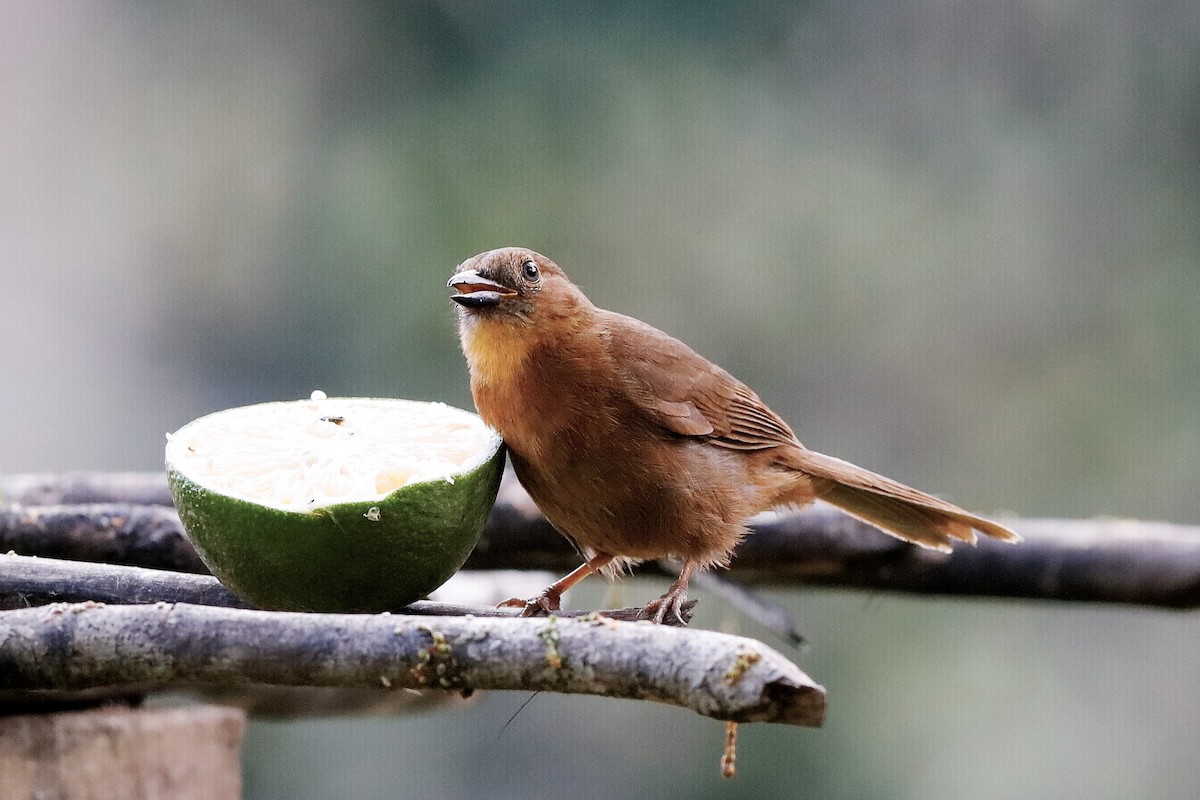 Red-throated Ant-Tanager (Salvin's) - ML204298351