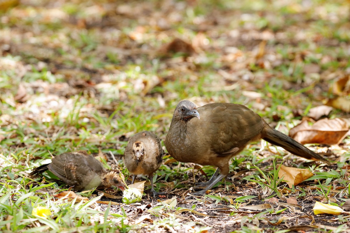 Plain Chachalaca - Holger Teichmann
