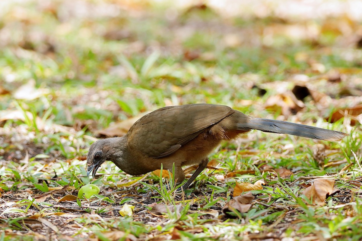 Plain Chachalaca - ML204298491