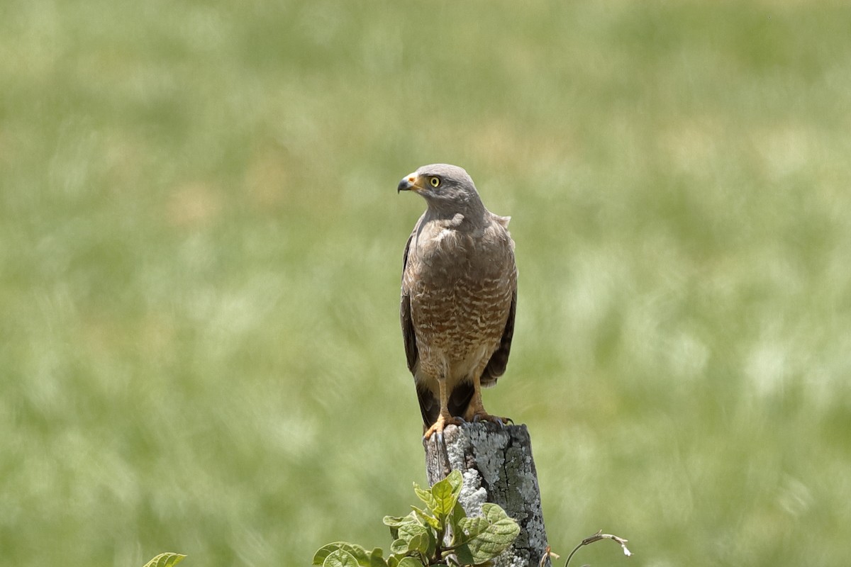 Roadside Hawk (Northern) - ML204298501