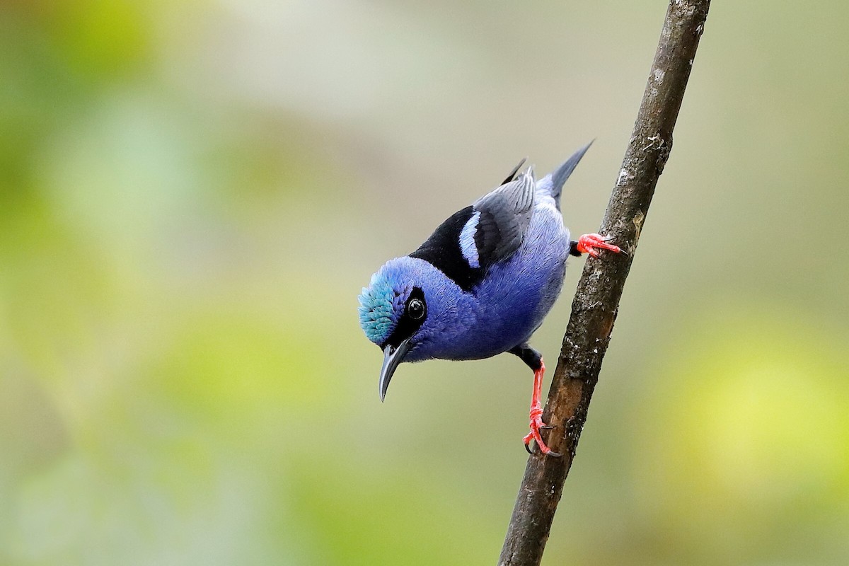 Red-legged Honeycreeper - ML204298541