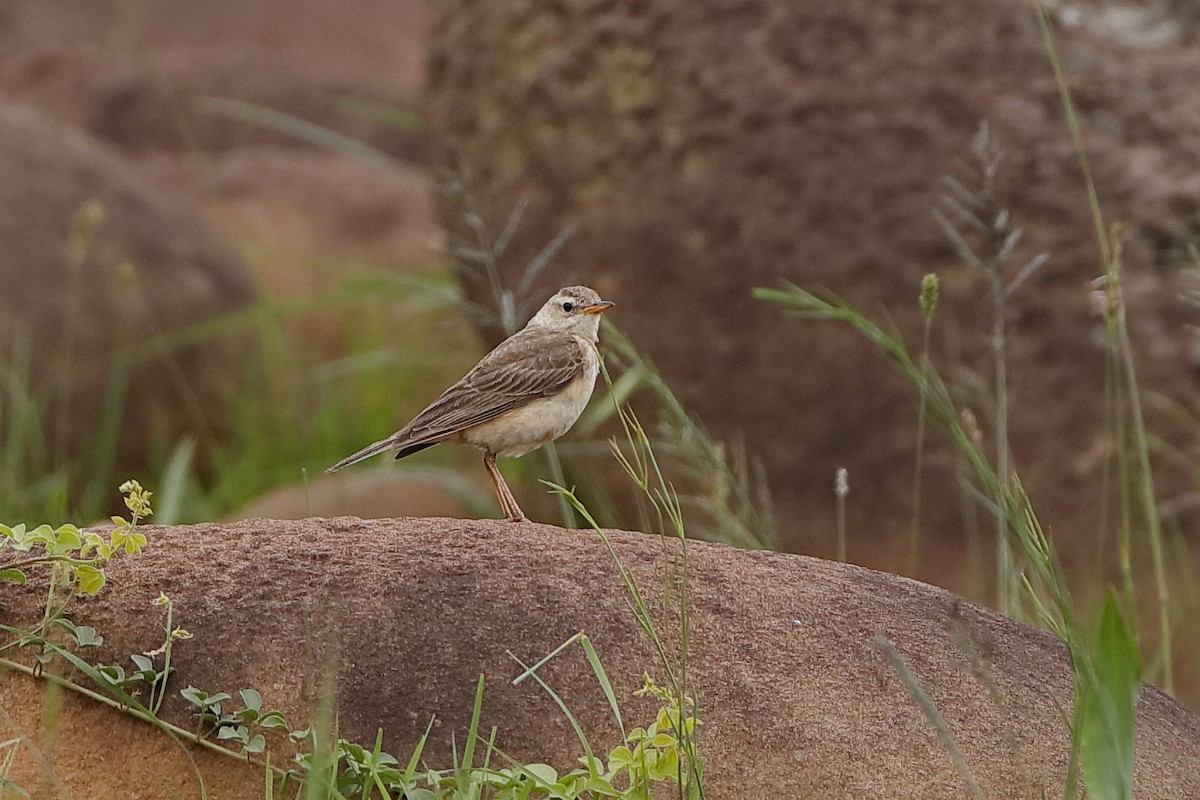 Plain-backed Pipit - ML204298561