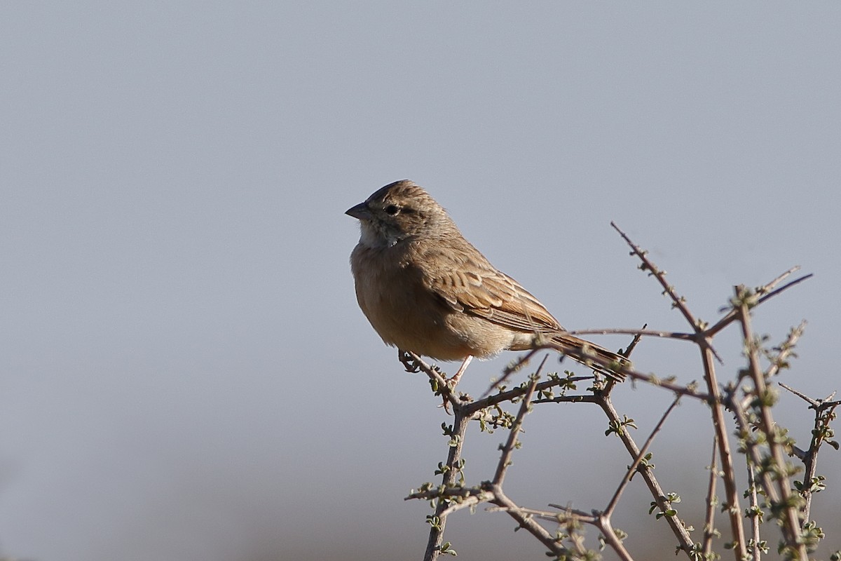 Lark-like Bunting - ML204298861